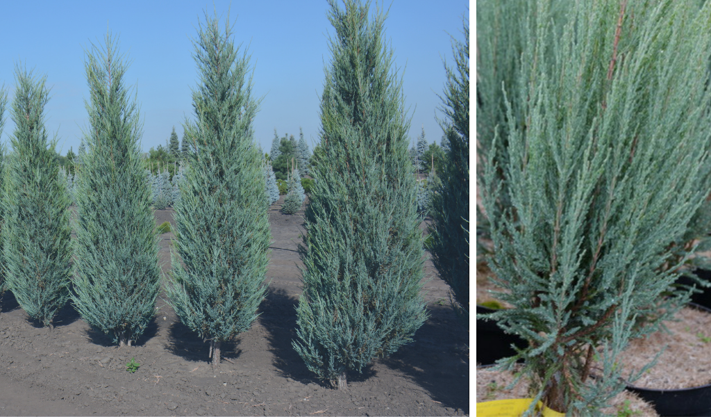 Можжевельник горизонтальный Juniperus horizontalis 'Blue Chip' : C7,5, h=30-40